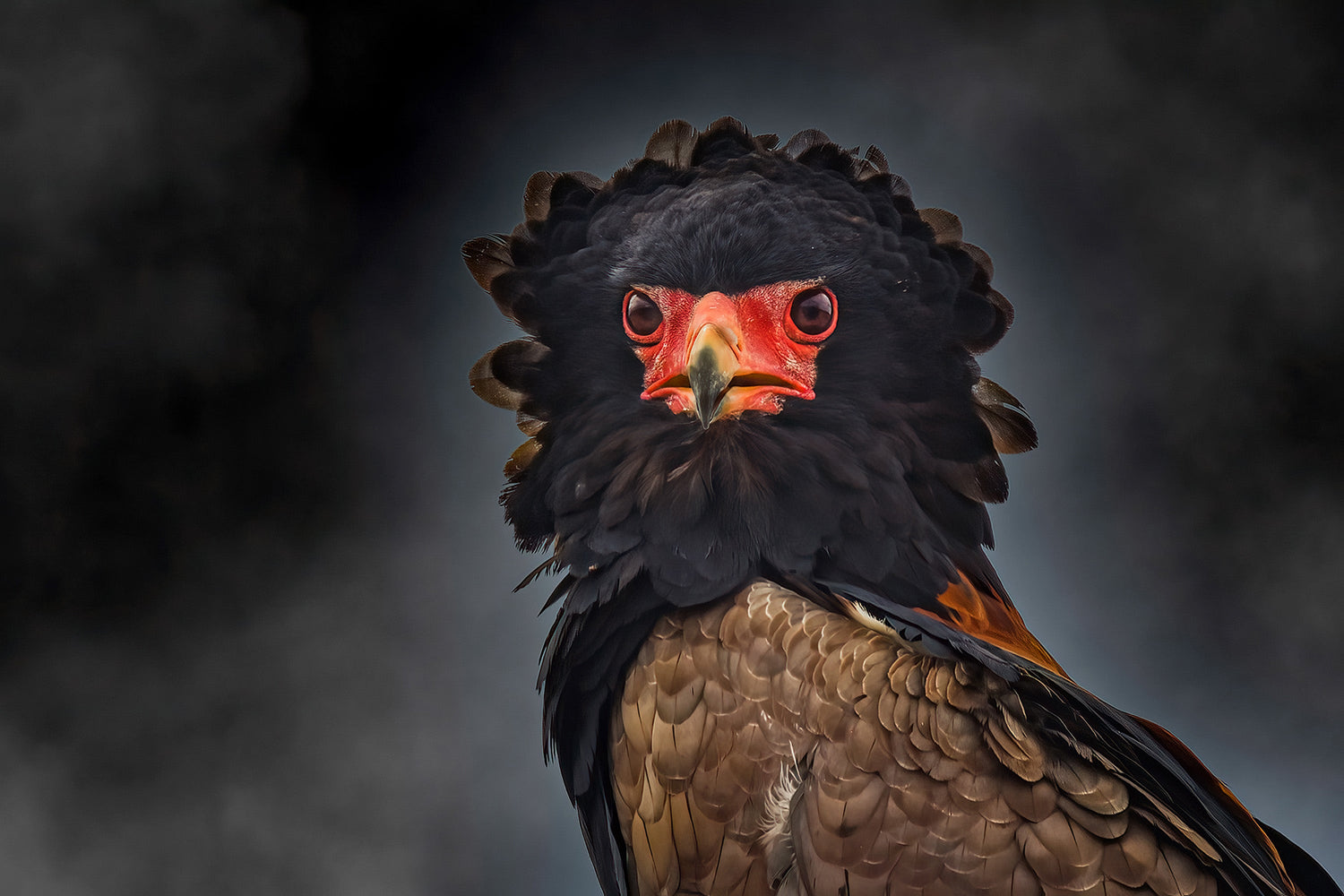 Bateleur Collection