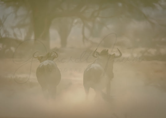 Canvas Ready to Hang – A4 (210 X 297 MM) "Wildebeest Migration in the Dust"