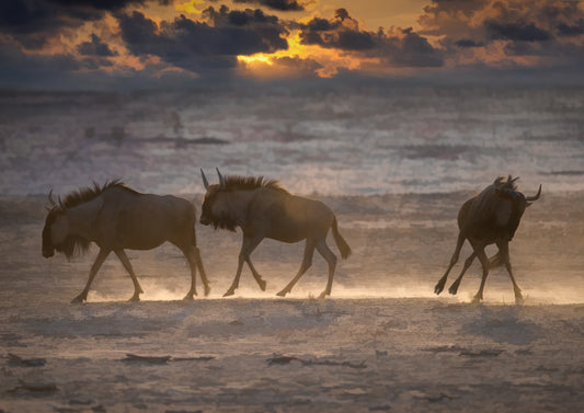 Canvas Ready to Hang – A4 (210 X 297 MM) "Golden Dusk Migration"